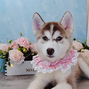 Wooly Husky