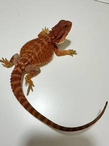 Bearded dragon