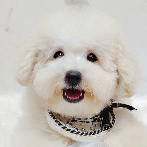 Poochon