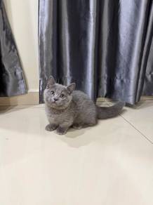Blue Munchkin kitten