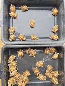 Sulcata Tortoise home breeding