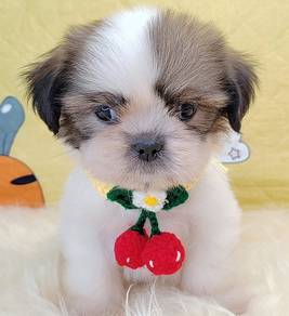 Shih Tzu