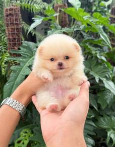 Tiny Pomeranian Cutie