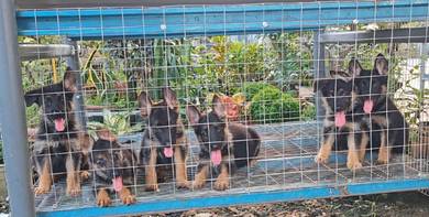 Pure German Shepherd