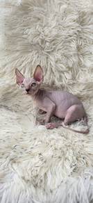 sphynx cat