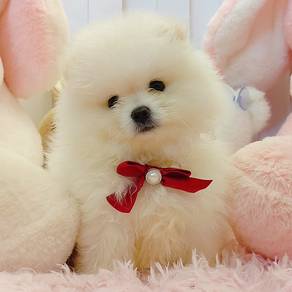 Pomeranian