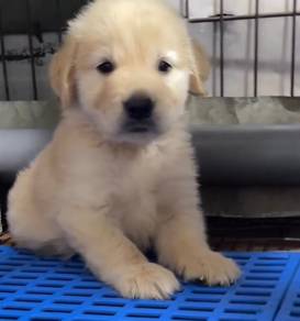 Golden retriever mka and microchip big bone