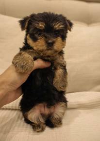YORKSHIRE TERRIER PUPIES Y42🌻  New Born Male