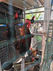 Ayam Hutan