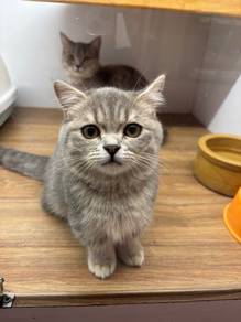Munchkin Cat