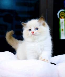 Ragdoll-Girl