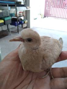 Ring Neck Dove / Java Terkukur - Tame 5 weeks old.