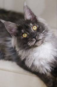 Smoke Maine Coon Kitten