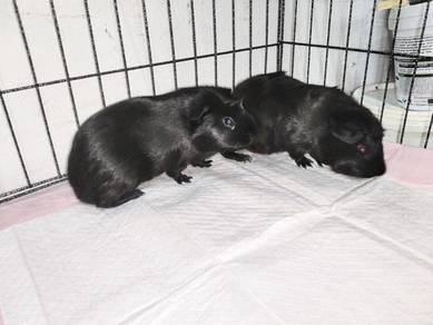 guinea pig jantan