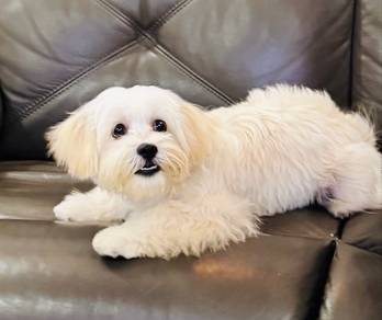 Cute Male Shipoo for Sale