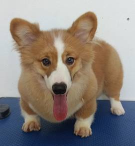 Corgi male long hair big bone 柯基 import