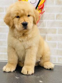 Golden retriever female