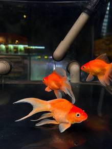 Short Body Orange Butterfly Koi (Small)