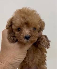 Tiny toy Poodle for rehome