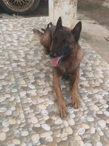 Belgian shepherd malinois 