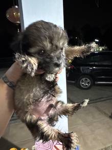 Puppy