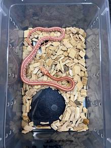 amel tessera corn snake offer!!