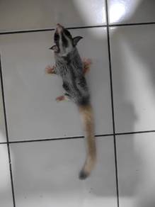 sugar glider 