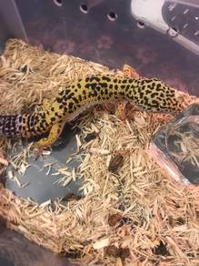 Male Leopard Gecko