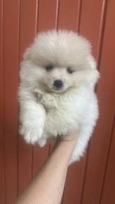 博美女
pomeranian
female
F2
cream 
dob 7月出生