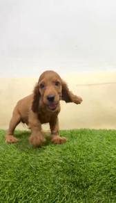 Cocker spaniel