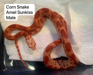 Corn Snake Untuk Dijual !!