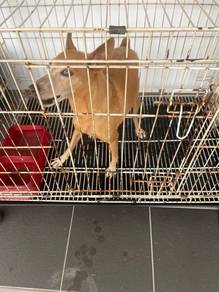 Dog for Adoption