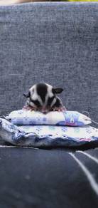 sugar glider 