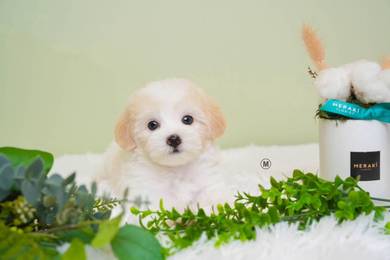 Maltipoo