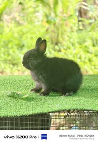 Arnab Netherland Dwarf (ND) Betina