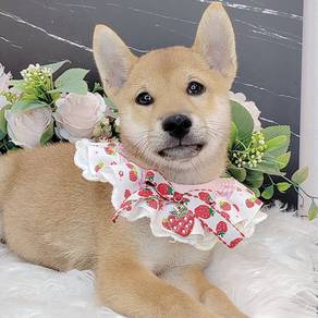 Shiba