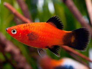 Ruby red Molly platy fish 