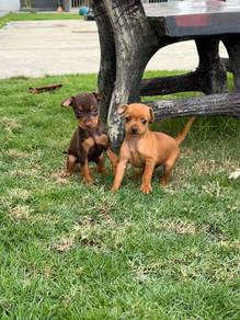Pure mini Pinscher puppies