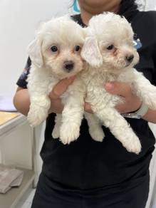 Toy Poodle
