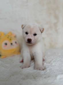 Shiba Inu