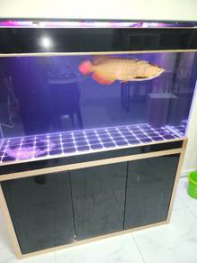 arowana Golden cross back aquarium MGVBB arowana