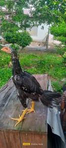 Anak ayam ratu lhk