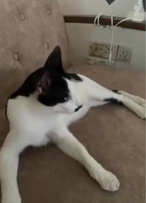 healthy male cats around 9 month for adoption