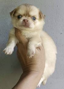 CHIHUAHUA PUPPIES VIP158🌷Head Apple Cute Dog