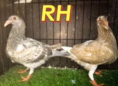 Burung Merpati Racing Homer Anak Muda