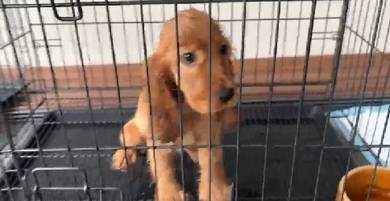 American Cocker Spaniel Left 1 female 