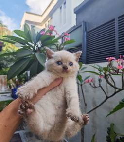British shorthair