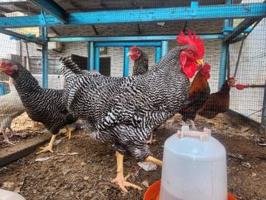 Ayam Barred Plymouth Rock