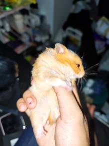 syirian albino biasa