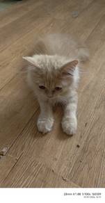 Kucing Parsi DLH